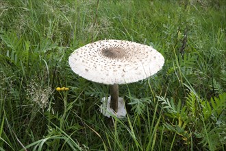 Parasol mushroom in a meadow