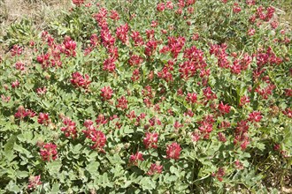 French honeysuckle (Hedysarum coronarium)