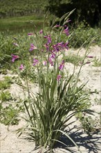 Italian gladiolus (Gladiolus italicus)