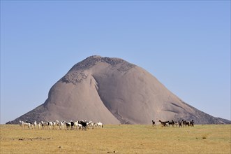 Herd of goats in front of the Aicha monolith in the flat desert