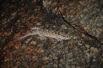 Helmeted gecko (Tarentola chazaliae) at night