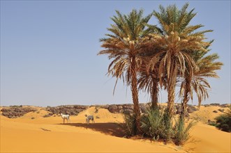 Goats under date palms in sand