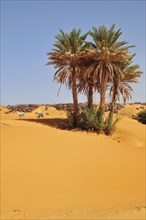 Goats under date palms in sand