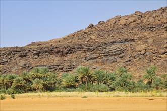 Date palms in front of a weathered hill