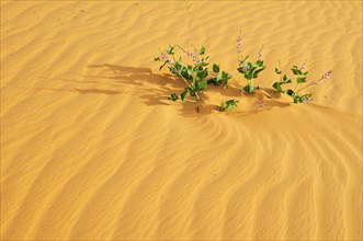 Plant in desert sand