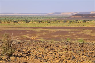 Desert landscape with tire tracks