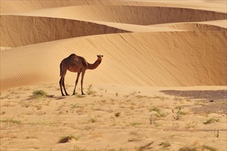 Dromedary in front of sand dunes