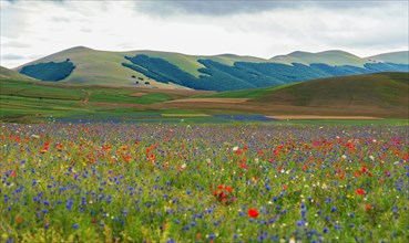 Blooming meadow in the Piana di Castelluccio di Norcia