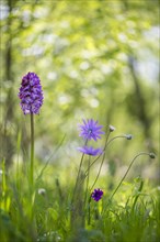 Lady orchid (Orchis purpurea) and Star Anemone or broad-leaved Anemone (Anemone hortensis)