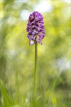 Lady orchid (Orchis purpurea) amongst grass