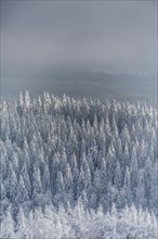 Winter landscape with snowy spruce trees