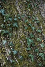 Ivy on a tree trunk