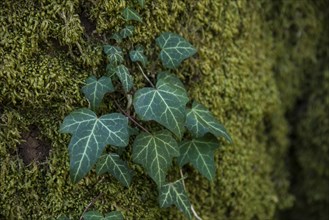 Ivy on a tree trunk