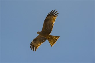 Yellow-billed kite (Milvus aegyptius)