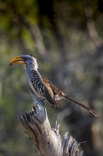 Southern yellow-billed hornbill (Tockus leucomelas)