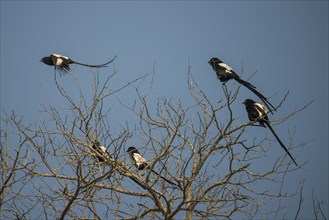 Magpie shrike or African long-tailed shrike (Urolestes melanoleucus) sitting on tree and flying