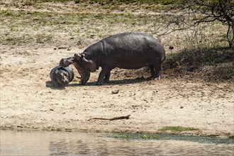 Hippopotamus (Hippopotamus amphibius) female with young