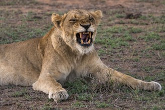 Lioness (Panthera leo) baring teeth