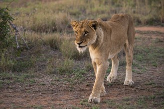 Lioness (Panthera leo) walking