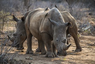 White rhino (Ceratotherium simum) with Red-billed hackers (Buphagus erythrorhynchus) on the back