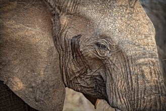 African Elephant (Loxodonta africana)