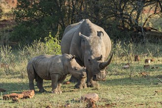 Young White Rhinoceros (Ceratotherium simum) with mother