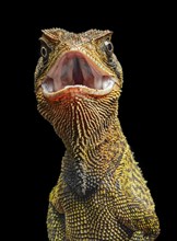 Iguana (Enyalioides heterolepis)