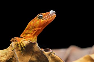 O'Shaughnessy's gecko or collared gecko (Gonatodes concinnatus)
