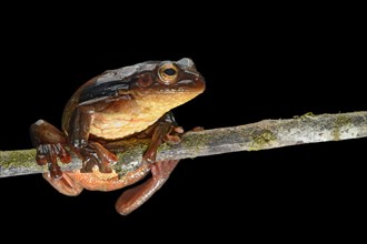 Surinam golden-eyed tree frog (Trachycephalus coriaceus)