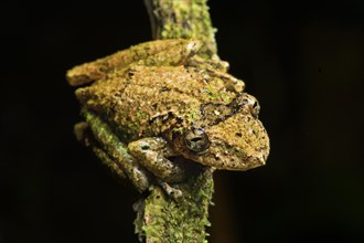 Neotropical tree frog (Scinax garbei)