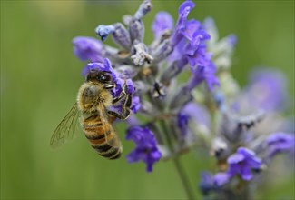 Western honey bee (Apis mellifera) gathering nectar from a lavender flower