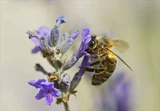 Western honey bee (Apis mellifera) gathering nectar from a lavender flower