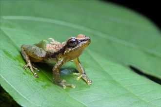 Neotropical frog (Pristimantis acuminatus