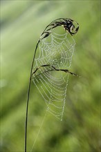 Web of a long-jawed orb weaver spider (Tetragnathidae)