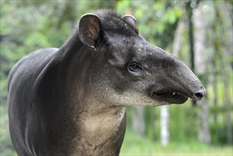 South American tapir (Tapirus terrestris)