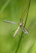 True cranefly (Tipula paludosa)