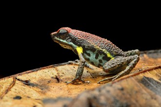 Sanguine poison frog or Zaparo's poison frog (Allobates zaparo)