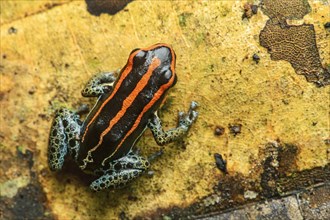 Sanguine poison frog or Zaparo's poison frog (Allobates zaparo)