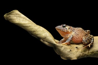 Nauta robber frog (Strabomantis sulcatus)