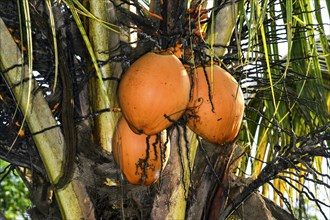 Coconut palm tree (Cocos nucifera) with ripe coconuts