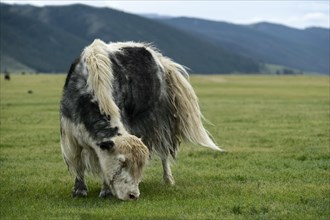 Grazing black and white yak (Bos mutus)