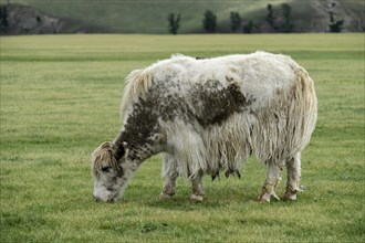 Grazing light brown yak (Bos mutus) with long-haired fur