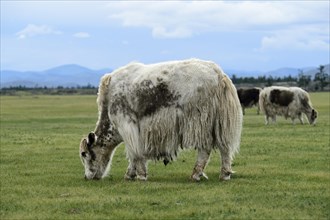 Grazing light brown yak (Bos mutus) with long-haired fur
