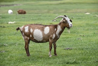 Brown and white cashmere goat