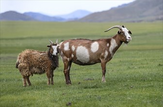 Brown and white cashmere goat with young