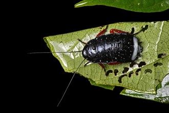 Cockroach (Blattodea) nymph