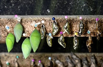 Butterfly pupae in hatching box