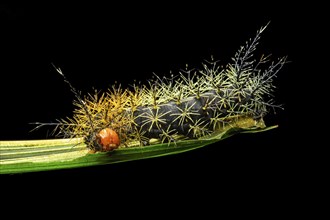 Neotropical butterfly caterpillar with spikes (Leucanella sp.)