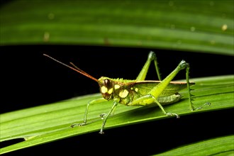 Short probe cricket (Agriacris magnifica)