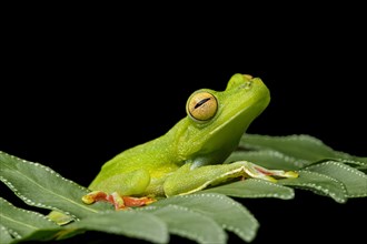 Palmar tree frog (Hypsiboas pelluscensa)
